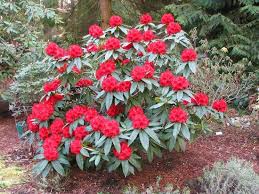 Pin On Garden Plants Shrubs Evergreen