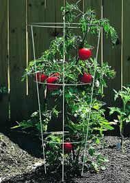 Growing zucchini vertically can save garden space and produce more fruit. Tomato Cages Keep Peas Cucumbers Zucchini Pepper Growing Healthy