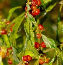 Image result for Pauridiantha