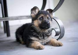 Why buy a german shepherd dog puppy for sale if you can adopt and save a life? Baby German Shepherd Wallpapers Top Free Baby German Shepherd Backgrounds Wallpaperaccess