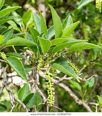 Image result for Phytolacca dioica