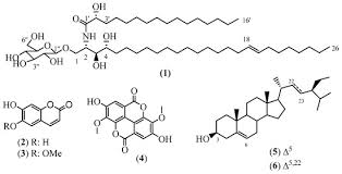 Image result for Antrocaryon
