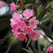 Nerium Oleander Plants Deadly Plants Planting Flowers