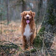 Often called duck tollers or just tollers, they are the little red retrievers often with white bits. Toller In The Woods Nova Scotia Duck Tolling Retriever Nova Scotia Dog Nova Scotia Duck Tolling