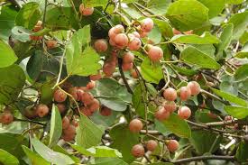 Image result for Cordia sp.A.