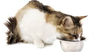 Protein helps with hair, skin and blood flow as well as all of the organs. One In Four Cat Foods Fails To Meet Choice Standards