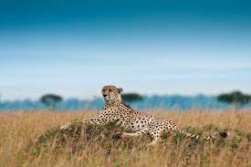 Savannah Cheetah Wallpaper Cheetah Pictures Animal Wallpaper