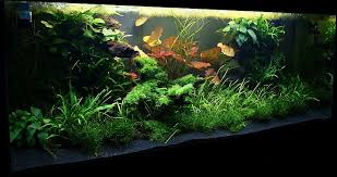 Planted Tank Akvaryum