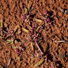 Image result for Gisekia