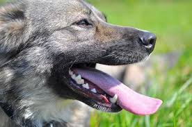 Maybe you would like to learn more about one of these? Periodontal Disease In Dogs Small Door Veterinary