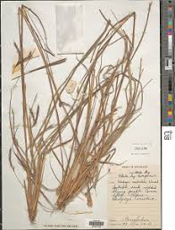 Image result for Andropogon canaliculatus