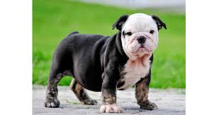 Bulldogs have surged in popularity across the us and the world, and that is thanks in large part to the unique physical features of the english bulldog.1 x research source known for their round bodies, squashed faces, rolls of skin, and kind. English Bulldog Dog Breed