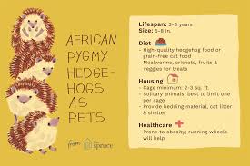 If you look at the actual diet of a hedgehog you'll see that the omnivore description is probably a more accurate one since hedgehogs in the wild will eat a variety of foods, not just insects. Keeping And Caring For African Pygmy Hedgehogs As Pets
