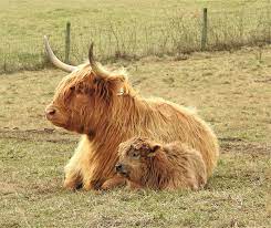 The cost varies considerably based on your location, the breed, weight and age of the cow. Highlands For Sale Elm Hollow Farm