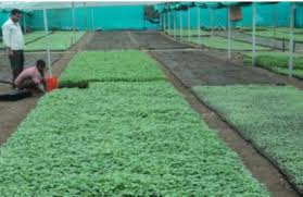 I had this idea a long time ago but last month i propagated several hundred plants from my garden, put up a misting system and got really serious about this. Tnau Agritech Portal Sustainable Agriculture