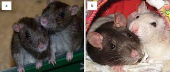 2.1 what are different further, the functioning of this animal repellent does not interfere with that of your vehicle. The Social Life Of Norway Rats Rattus Norvegicus Elife