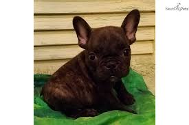 It is not enough for our dogs to be strikingly beautiful and elegant. French Bulldog Puppy For Sale Near Houston Texas 2dc32834 02f1 French Bulldog Puppies French Bulldog Bulldog Puppies