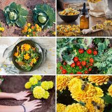 Why do you plant marigolds in your garden. 12 Reasons Why Marigolds Are The Best Flowers In Your Garden