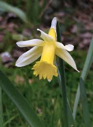 Narcissus Tazetta N Poeticus N Serotinus Narcissus Or Daffodil Poet S Narcissus Or Pheasant S Eye Daff Daffodils Narcissus Flower Spring Flowering Bulbs