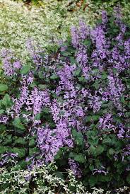 Mona Lavender' Is A Shade-Loving Option That Thrives In Containers – Daily  News