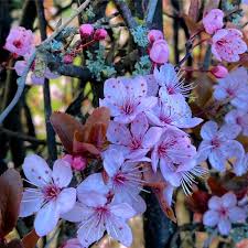 Goods and services relating to shipping; Star Of Nature Sustainable Living Nature Gardening Rewilding History