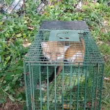 The #1 wildlife removal, pest control and pest eviction specialists we keep wildlife & pests this is an explanation of the process involved in removing wildlife and controlling their presence in all animals are treated humanely, and our removal and control process is done in accordance with. Wildlife Management Animal Removal And Trapping