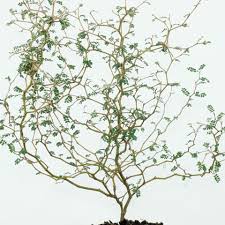 Image result for Sophora