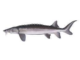 The white sturgeon or acipenser transmontanus is the largest freshwater fish in north america growing to over 20' long and weighing in at almost 1,800lbs! White Sturgeon Acipenser Transmontanus Fish Database