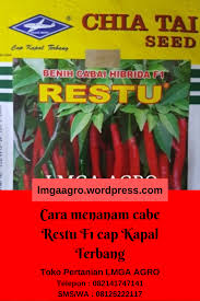 Cara Menanam Cabe Restu F1 Cap Kapal Terbang Menanam Kapal Benih