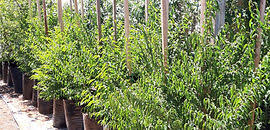 Image result for Oncoba