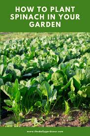 Jan 07, 2019 · with a cold frame and the added help of a fabric row cover, spinach will survive temperatures as low as 0 degrees (fahrenheit) for an extended period of time. How To Plant Spinach In Your Garden Tricks To Care