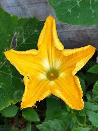 Image result for Cucurbita maxima