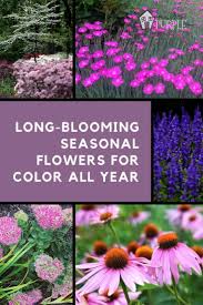 Perennial means that the same plant keeps coming back year after year. Creating Seasonal Flower And Plant Groupings Long Blooming Perennials Seasonal Flowers Flower Landscape