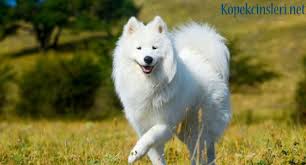 Samoyed Ozellikleri Bakimi Nasil Bir Kopektir