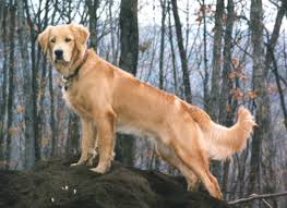 Maybe you would like to learn more about one of these? Chow Hounds Food Drink Features Seven Days Vermont S Independent Voice