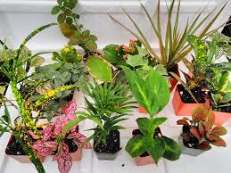 This opens in a new window. Amazon Com Terrarium Fairy Garden Plants 8 Plants In 2 5 Is Approximately 4 To 6 Inches Height Of The Plant Everything Else