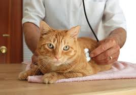 17518 15th ave ne, shoreline, wa. Pet Emergency Care Service Lakewood Immediate Veterinary Care