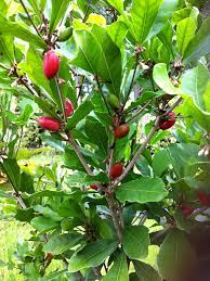 4.5 out of 5 stars. Miracle Fruit Tree Synsepalum Dulcificum Urban Tropicals