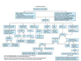 Image Result For Understanding Kidney Fun Renal Failure Acute Renal Failure Renal