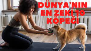 kopekler ciftlesirken neden kitlenir ayirmak gerekirmi