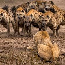 hyenes Instagram posts - Gramho.com