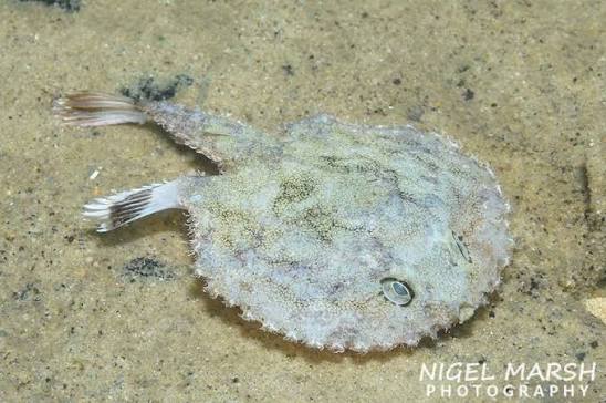 Halieutaea brevicauda