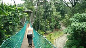 Attempt the canopy walk at the forest research institute of malaysia (frim). Place 31 Day 2 Kuala Lumpur Canopy Walk Merdeka Square Cooking Little India Jalan Alor Chinatown Mr Mrs Hale