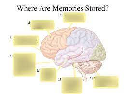 ap psychology chapter 6 memory diagram quizlet best phonics flashcards