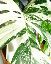 Pin On Monstera Variegata Albo