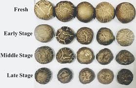 Ll➤ 【€1 = l21.2453】 euro in leu moldovenesc. Discrimination Of Volatiles Of Shiitakes Lentinula Edodes Produced During Drying Process By Electronic Nose