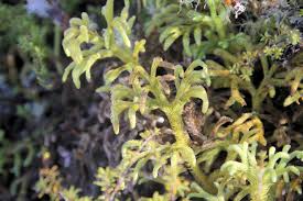 Image result for Huperzia afromontana