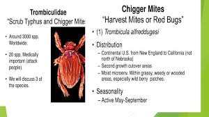 Description, causes and risk factors:also called as tsutsugamushi disease.an acute infectious disease caused by rickettsia tsutsugamushi and transmitted by trombicula akamushi and t. Mites And Their Manifestations Online Presentation