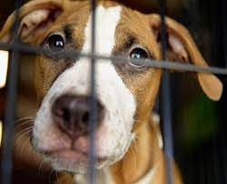 Make a monthly gift today. Donate Monthly Become A Guardian Aspca