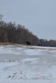 Someone in this group asked why this was a big deal and was speculating  that maybe we don't have moose in MN. Below is an example from the  northeastern part of the